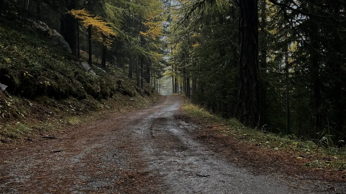 Free Trial vs Freemium: Which SaaS Model Is Better? — Serene Forest Path in Autumn, Saas-Fee